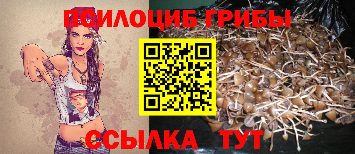 Псилоцибиновые грибы Cubensis Урус-Мартан